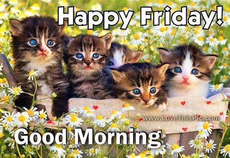 good morning friday cat images